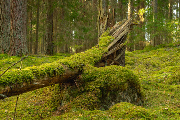 Cracked and fallen old fir tree covered in green moss in a lush green forest in Sweden