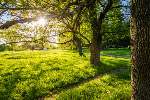 istock Countryside background - tree and a green meadow .Spring background 1210575938