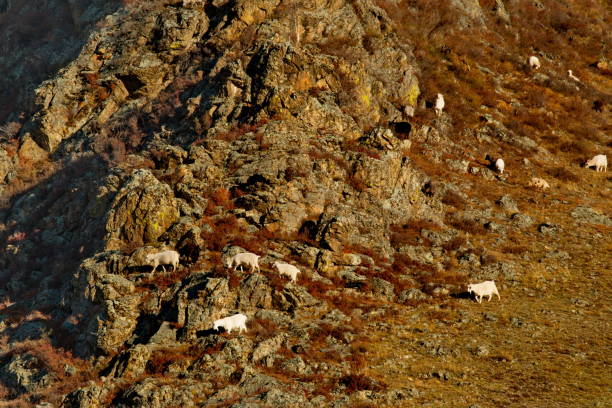 istock Sparse autumn pastures of Altai 1210577003
