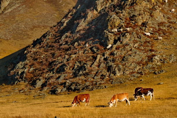 istock Sparse autumn pastures of Altai 1210577147
