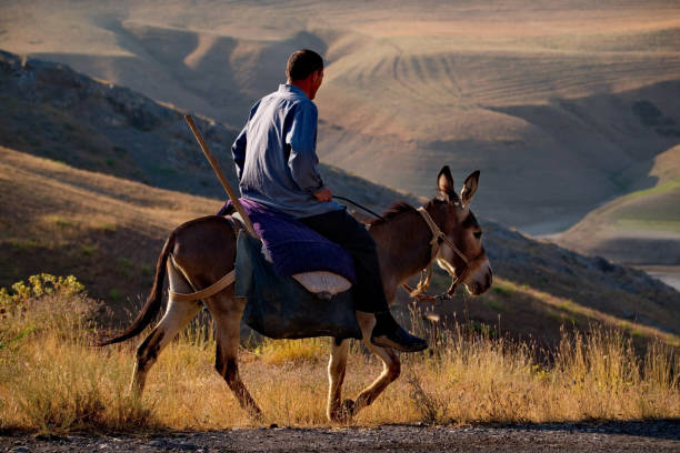Man and his donkey dressed up for Mexican revolutionary fesivities in San Miguel de Allende, Guanajuato, Mexico
