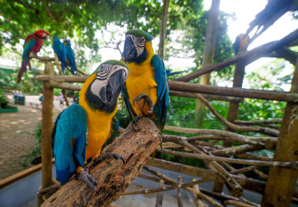 istock two of blue-and-yellow macaws and sitting on the branches 1210578584