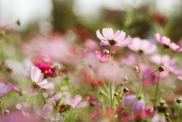 istock Cosmo flowers in the garden 1210578648