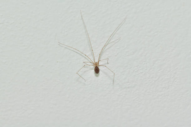 istock Phoolcus hanging from the roof in the room corner photomacrograph 1210579630