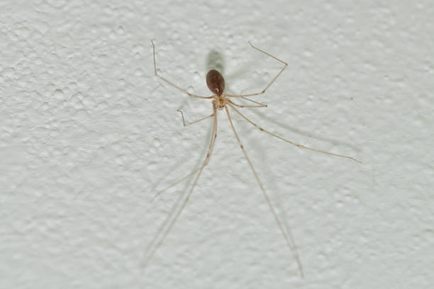 istock Phoolcus hanging from the roof in the room corner photomacrograph 1210580239