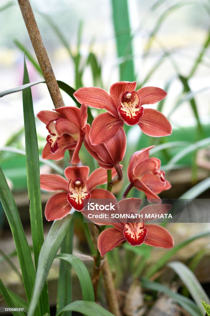 Foto de Cymbidium Orchid Flores Vermelhas Florescendo No Jardim Macro  Folhas Verdes De Fundo e mais fotos de stock de Darjeeling - iStock