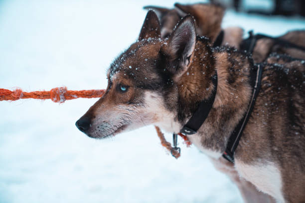 istock Race of draft husky dogs 1210580469