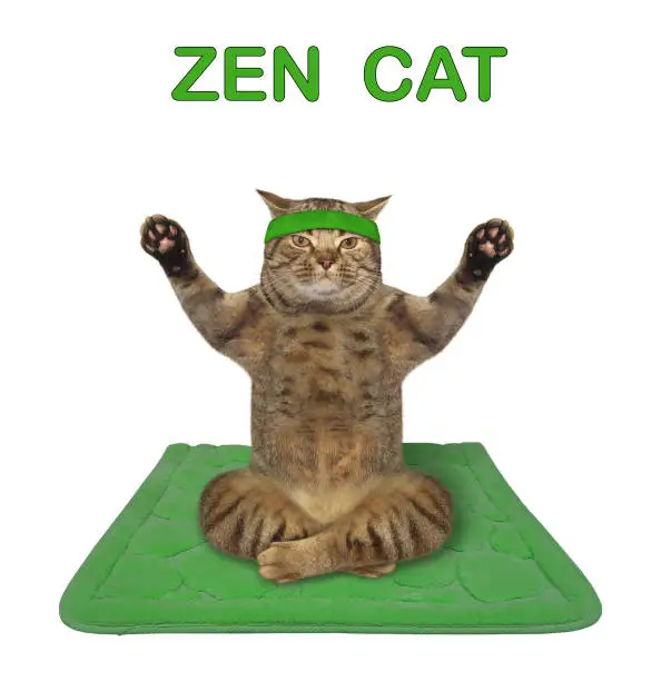 Photo of Cat yoga on green mat