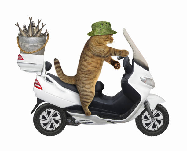 istock Cat with fish on motorbike 1210580497