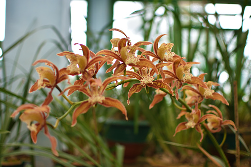 Cymbidium tracyanum, or Tracy's cymbidium, is a species of orchid. It flowers in the fall and winter with large, fragrant 4