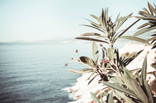 Beautiful landscape. Close up of tree at seaside.