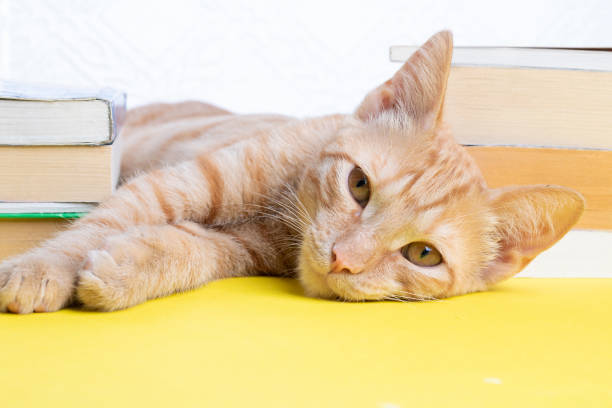 istock Cute little cat lying with books on yellow background 1210581029