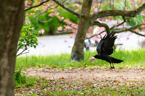 Kyoto, Japan park gyoen with one large black raven bird stealing sandwich wrapped in plastic flying funny humor