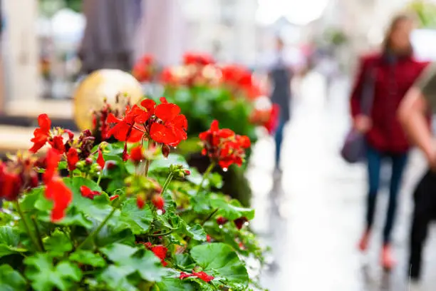 European outdoor cafe restaurant in summer in Lviv or Lvov, Ukraine city with red geranium flowers and people walking in bokeh background