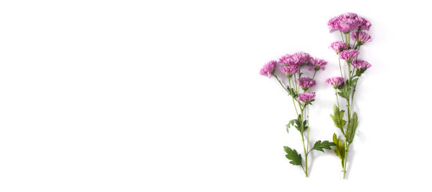 istock Violet chrysanthemum flowers bouquet 1210585195