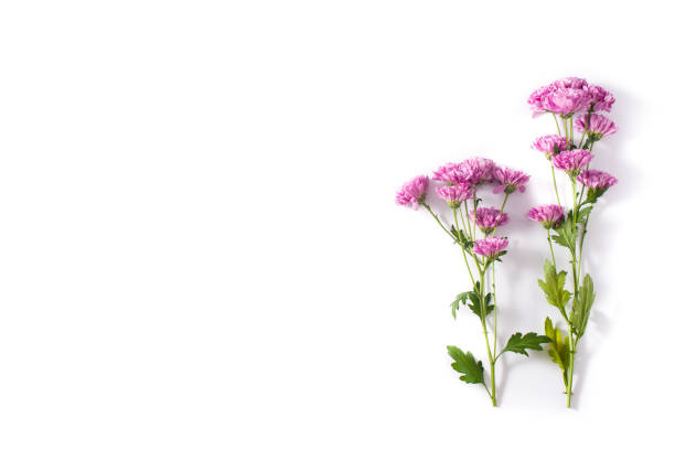 istock Violet chrysanthemum flowers bouquet 1210585226
