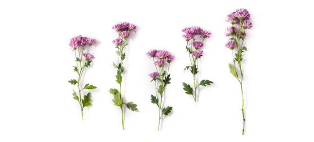 istock Violet chrysanthemum flowers bouquet 1210585244