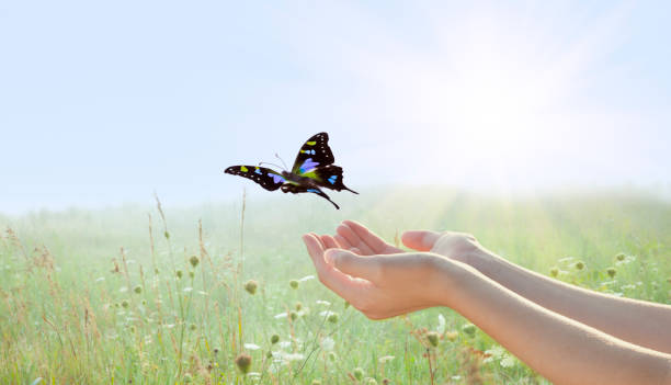 Woman Releasing a Butterfly over Field of Flowers Woman Releasing a Butterfly over Field of Flowers with Setting Sun. releasing stock pictures, royalty-free photos & images
