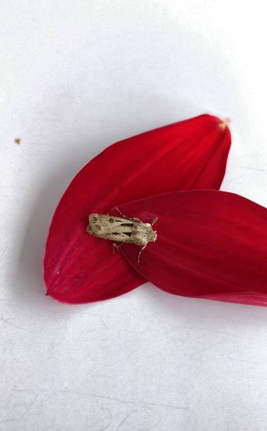 The heart and dart, agrotis exclamation is a moth of the family Noctuidae.Animalia, anthropoda, insecta, lepidoptera.The wings can vary in colour from pale or greyish brown to dark brown or blackish. The heart and dart, agrotis exclamation is a moth of the family Noctuidae.Animalia, anthropoda, insecta, lepidoptera.The wings can vary in colour from pale or greyish brown to dark brown or blackish. anthropoda stock pictures, royalty-free photos & images