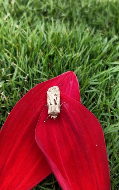 The heart and dart, agrotis exclamation is a moth of the family Noctuidae.Animalia, anthropoda, insecta, lepidoptera.The wings can vary in colour from pale or greyish brown to dark brown or blackish. The heart and dart, agrotis exclamation is a moth of the family Noctuidae.Animalia, anthropoda, insecta, lepidoptera.The wings can vary in colour from pale or greyish brown to dark brown or blackish. anthropoda stock pictures, royalty-free photos & images