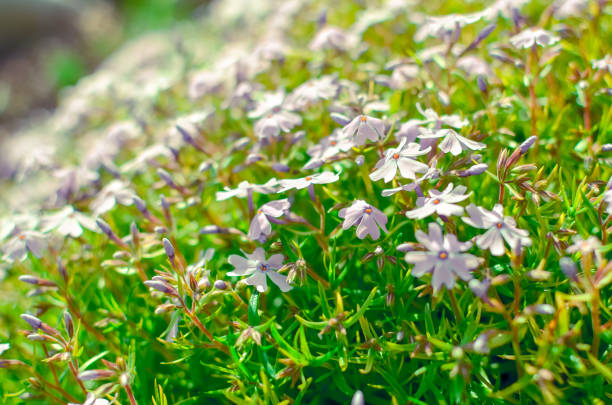 istock Phlox divaricata Phlox divaricata. Blue phlox Closeup 1210586622