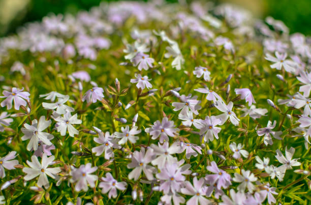 istock Phlox divaricata Phlox divaricata. Blue phlox Closeup 1210586629