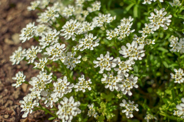 istock Iberis saxatilis, amara or bitter candytuft many white flowers 1210586637