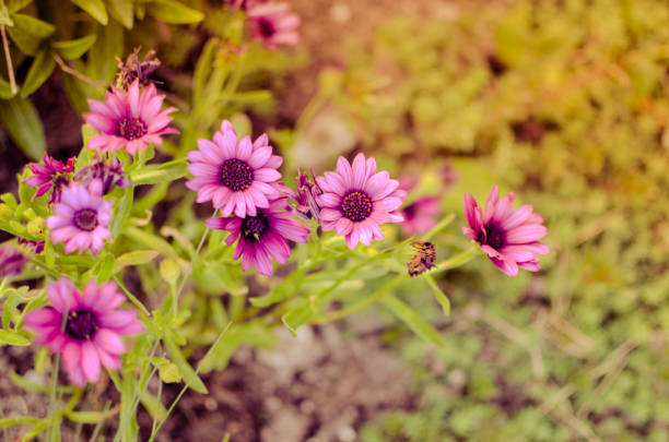 istock Purple daisy flower growing in spring garden 1210586646