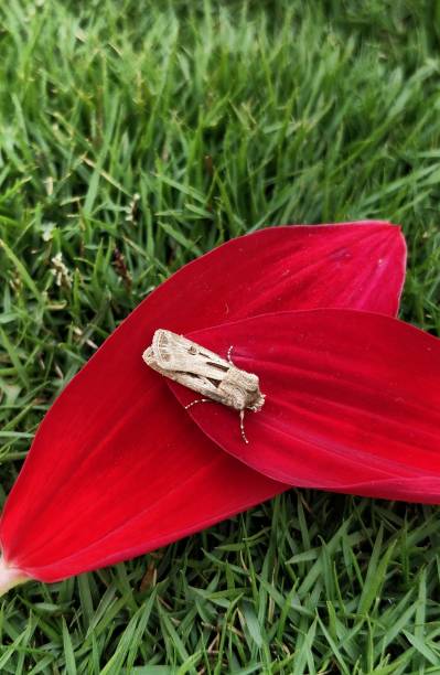 The heart and dart, agrotis exclamation is a moth of the family Noctuidae.Animalia, anthropoda, insecta, lepidoptera.The wings can vary in colour from pale or greyish brown to dark brown or blackish. The heart and dart, agrotis exclamation is a moth of the family Noctuidae.Animalia, anthropoda, insecta, lepidoptera.The wings can vary in colour from pale or greyish brown to dark brown or blackish. anthropoda stock pictures, royalty-free photos & images