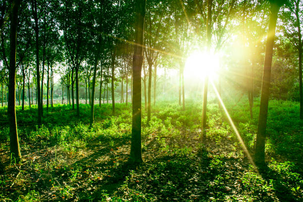 Beautiful light of morning sun in Thailand, Sun light shine through the tree in morning, Beautiful flare light of beginning new day with warm sunbeam light, Atmosphere of morning in rural, sunset