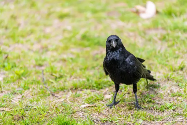 Kyoto park Japan in Kyotogyoen with closeup of one large raven crow black bird