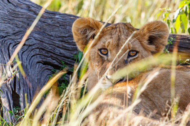 istock Lion cub looking at the camera 1210587834