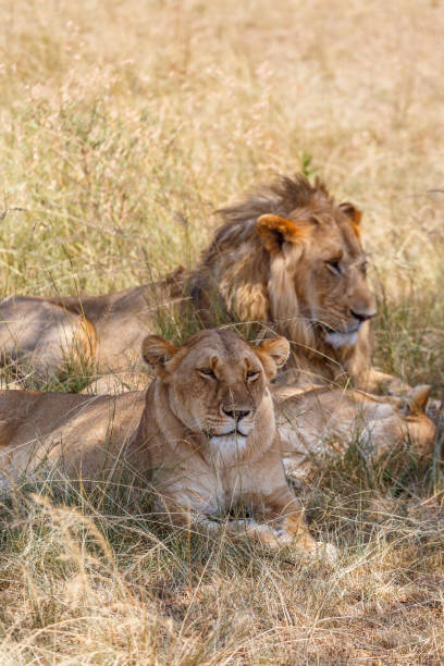 istock Lions resting in the shadow, a hot day 1210587867