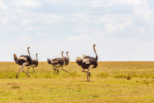 istock Running ostriches on the African savanna 1210588197