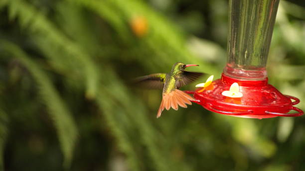 istock Rufous-tailed hummingbird at a hummingbird feeder 1210589694