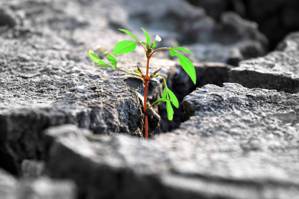 istock sprout plants growing on very dry cracked earth 1210591069