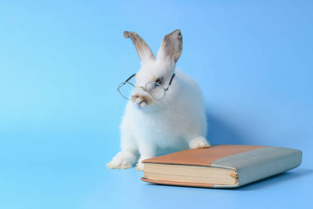 istock White rabbit wearing glasses with a book on a blue background, cute bunny studying and reading a book, pet education and animal training concept 1210591466