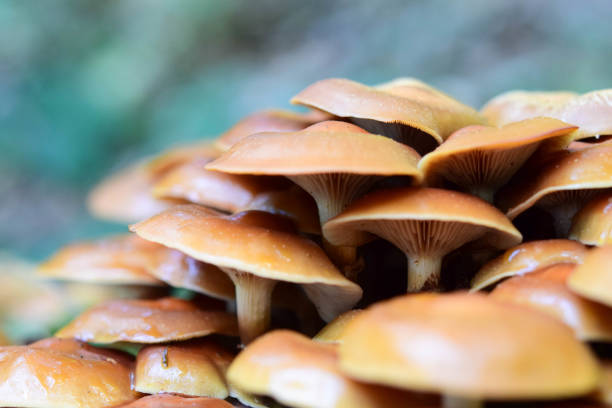 istock Autumn landscape with forest mushrooms. 1210591489