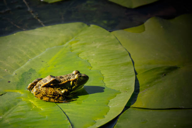 istock frog on leaf of water lily flower 1210592164