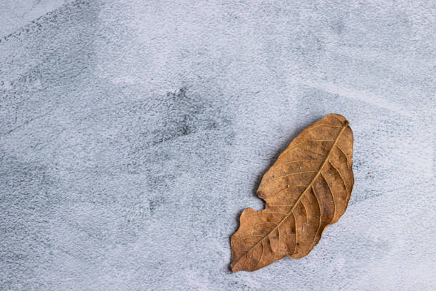istock Marbling gray background with dried leaves on the edge 1210592442