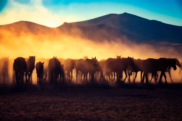 istock Wild horses living in nature 1210592638