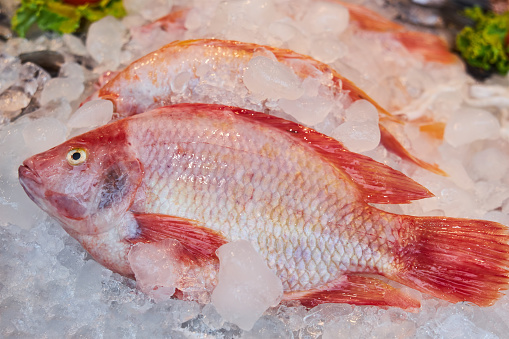 Fresh appetizing red snapper lies on ice on a market counter