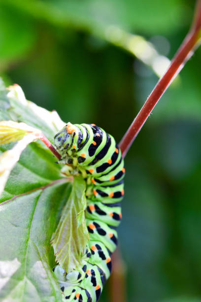 Papilio machaon Caterpillar in threatening posture