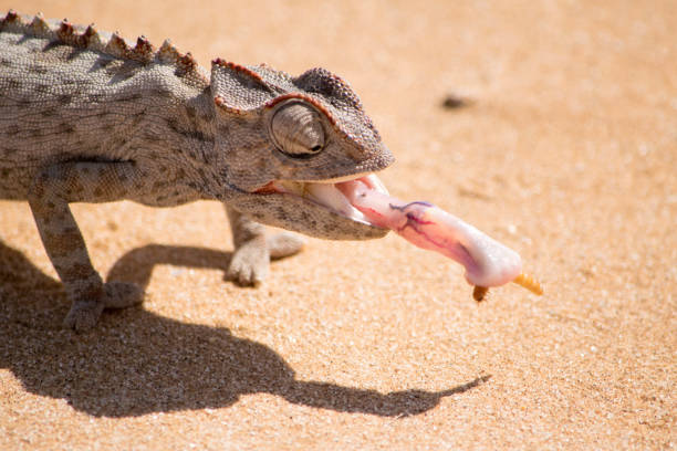 Chameleon eating a bug with his long tongue in the desert of Namibia Chameleon eating a bug with his long tongue in the desert of Namibia near Swakopmund, Namibia swakopmund photos stock pictures, royalty-free photos & images