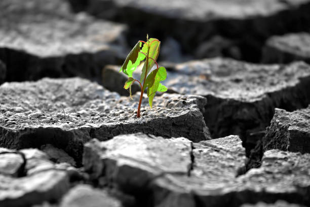 istock sprout plants growing on very dry cracked earth 1210594615