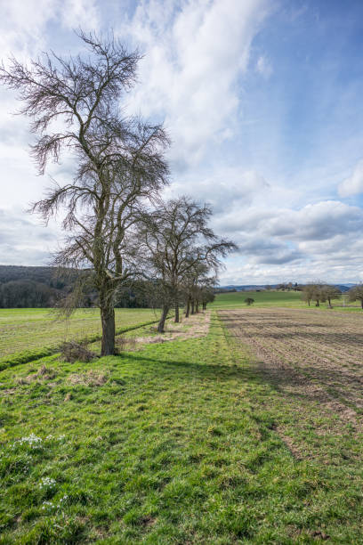 istock Trees in a row on the edge of a field. 1210596072