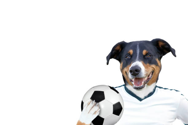 istock soccer football dog 1210596324