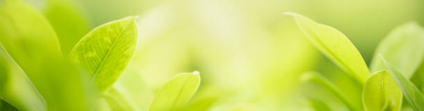 istock Close up beautiful nature view green leaf on blurred greenery background under sunlight with bokeh and copy space using as background natural plants landscape, ecology cover concept. 1210597177