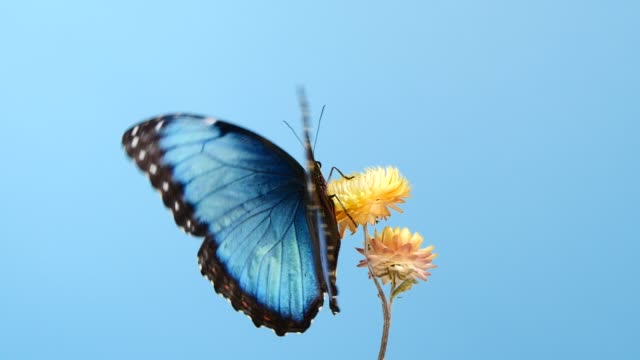 Blue morpho butterfly on yellow flower