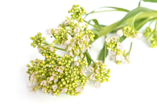 istock Horse-radish flowers isolated on white background 1210599127